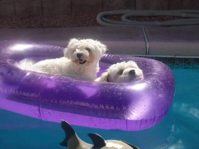 CRUISING AROUND THE POOL