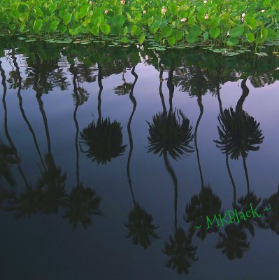 PALM TREE REFLECTIONS