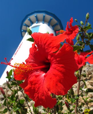 LIGHTHOUSE HIBISCUS