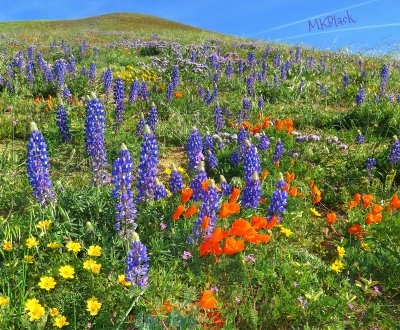 FIELD OF FLOWERS