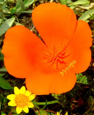 ORANGE POPPY