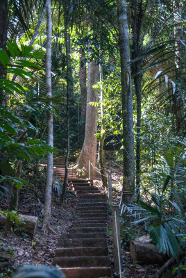 Taman Negara-0330.jpg