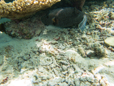 Maldives underwater-2321.jpg