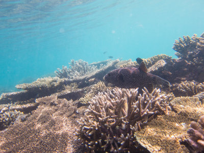 Maldives underwater-2325.jpg