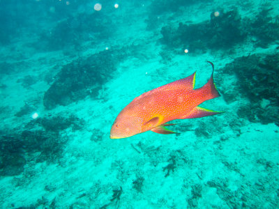 Maldives underwater-2334.jpg