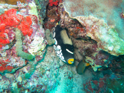 Maldives underwater-2335.jpg