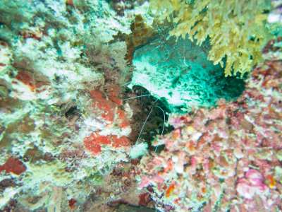 Maldives underwater-2348.jpg