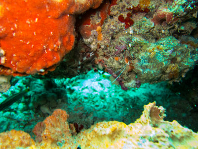 Maldives underwater-2351.jpg