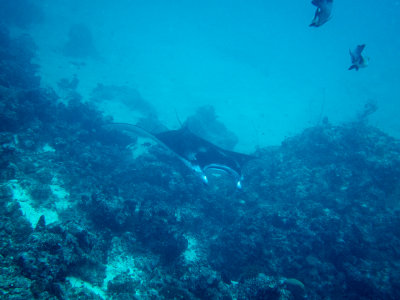 Maldives underwater-2402.jpg