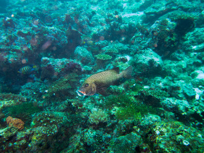 Maldives underwater-2413.jpg