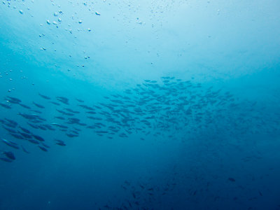 Maldives underwater-2419.jpg