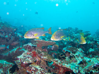 Maldives underwater-2421.jpg