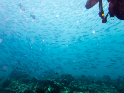 Maldives underwater-2429.jpg