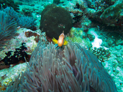 Maldives underwater-2434.jpg