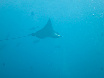 Maldives underwater-2439.jpg