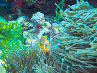 Maldives underwater-2442.jpg