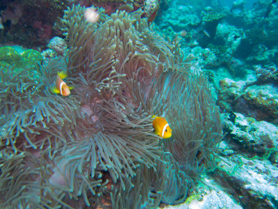 Maldives underwater-2444.jpg
