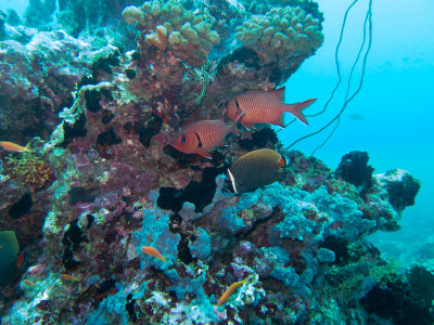 Maldives underwater-2449.jpg