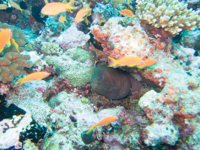 Maldives underwater-2451.jpg