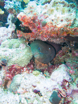 Maldives underwater-2452.jpg