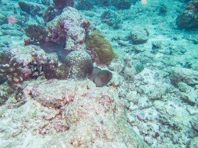 Maldives underwater-2455.jpg