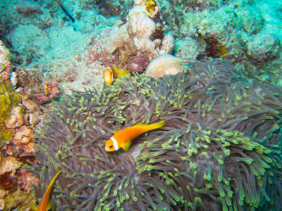 Maldives underwater-2501.jpg