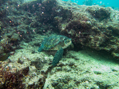 Maldives underwater-2509.jpg