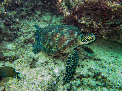 Maldives underwater-2511.jpg