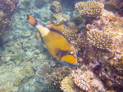 Maldives underwater-2580.jpg