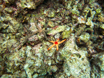 Maldives Underwater