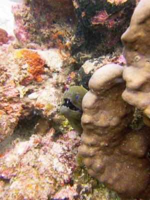Raja Ampat underwater-3531.jpg