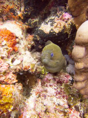 Raja Ampat underwater-3534.jpg