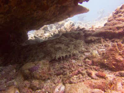 Raja Ampat underwater-3538.jpg