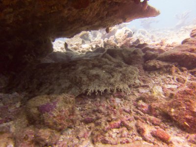 Raja Ampat underwater-3539.jpg