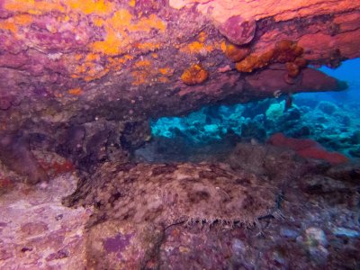 Raja Ampat underwater-3540.jpg