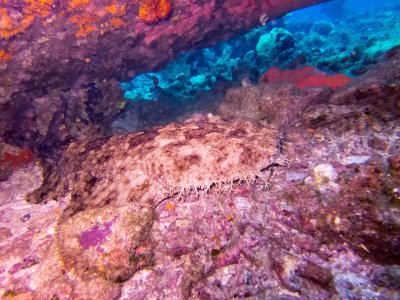 Raja Ampat underwater-3541.jpg