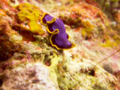 Raja Ampat underwater-3553.jpg