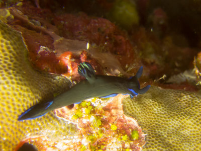 Raja Ampat underwater-3582.jpg