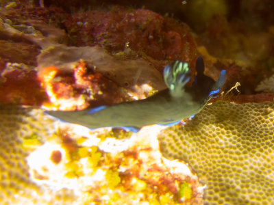 Raja Ampat underwater-3583.jpg