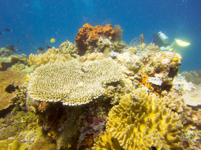 Raja Ampat underwater-3595.jpg