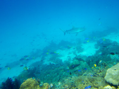 Raja Ampat underwater-3598.jpg