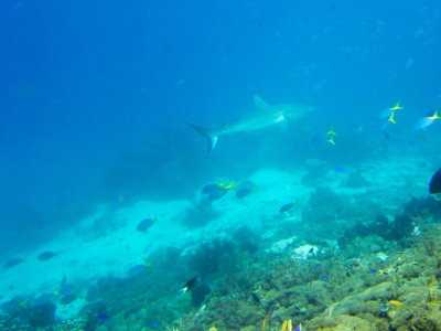 Raja Ampat underwater-3599.jpg