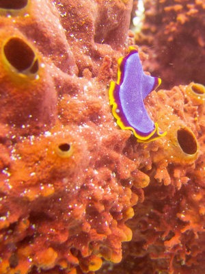 Raja Ampat underwater-3608.jpg