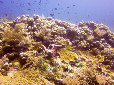 Raja Ampat underwater-3621.jpg