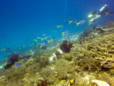 Raja Ampat underwater-3623.jpg