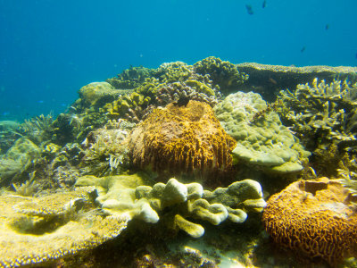 Raja Ampat underwater-3626.jpg