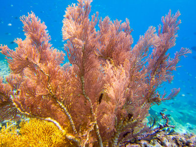 Raja Ampat underwater-3629.jpg