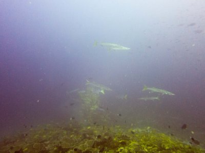 Raja Ampat underwater-3634.jpg