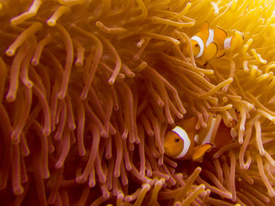Raja Ampat underwater-3638.jpg