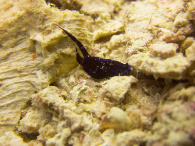 Raja Ampat underwater-3689.jpg